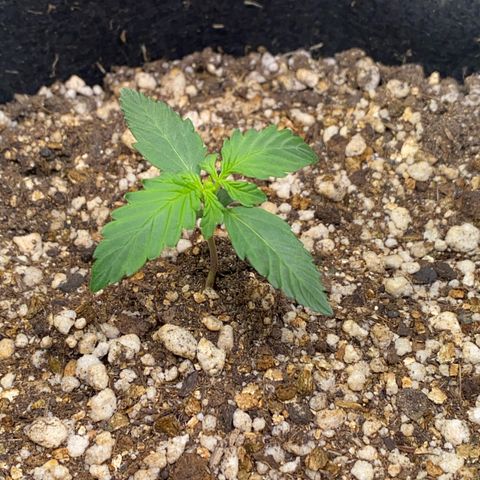Baby Linda  growlog timeline photo