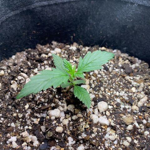Lemon HAZEEE growlog timeline photo