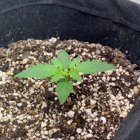 Baby Linda  growlog timeline photo