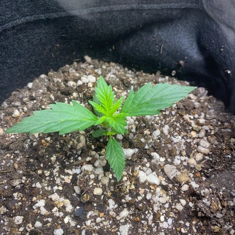 Lemon HAZEEE growlog timeline photo
