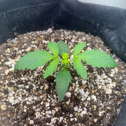 Baby Linda  growlog timeline photo