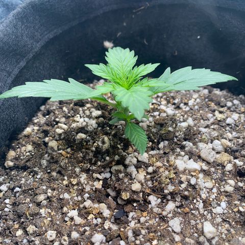 Lemon HAZEEE growlog timeline photo