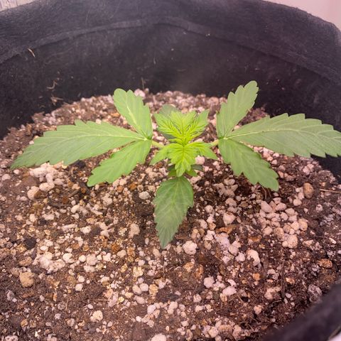 Baby Linda  growlog timeline photo
