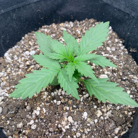 Lemon HAZEEE growlog timeline photo