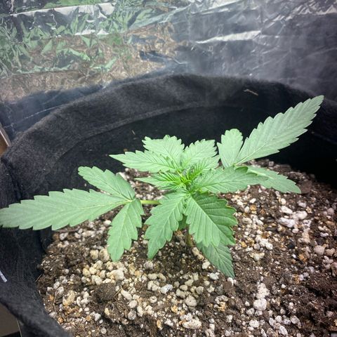 Baby Linda  growlog timeline photo