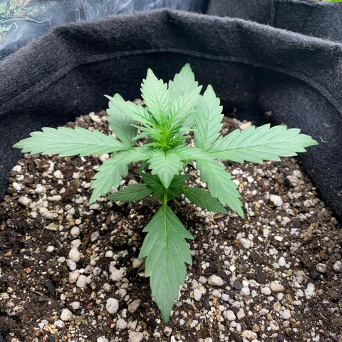 Lemon HAZEEE growlog timeline photo