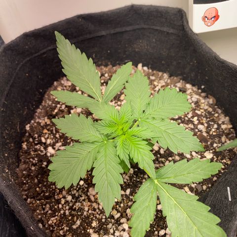 Baby Linda  growlog timeline photo