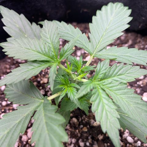 Lemon HAZEEE growlog timeline photo