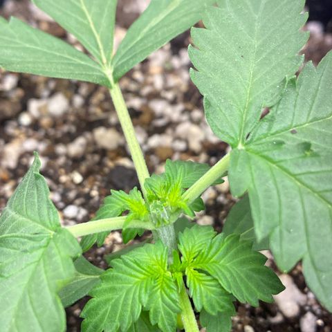 Baby Linda  growlog timeline photo
