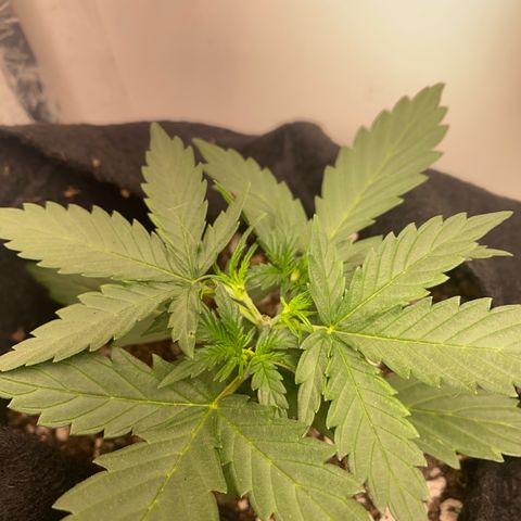 Lemon HAZEEE growlog timeline photo