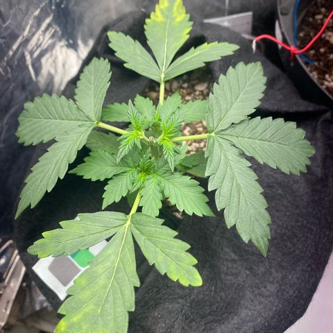 Baby Linda  growlog timeline photo