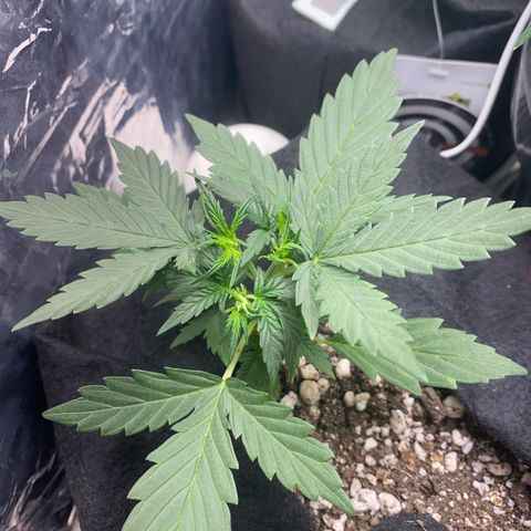 Lemon HAZEEE growlog timeline photo