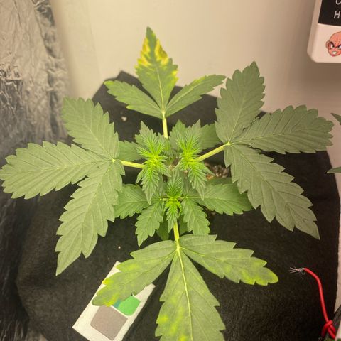 Baby Linda  growlog timeline photo