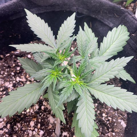 Lemon HAZEEE growlog timeline photo