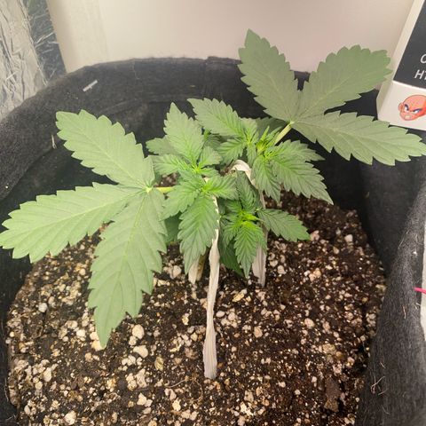 Baby Linda  growlog timeline photo