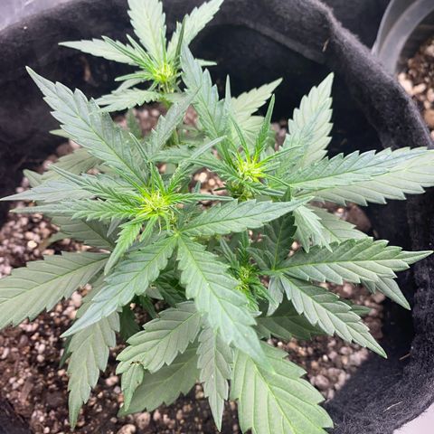 Lemon HAZEEE growlog timeline photo