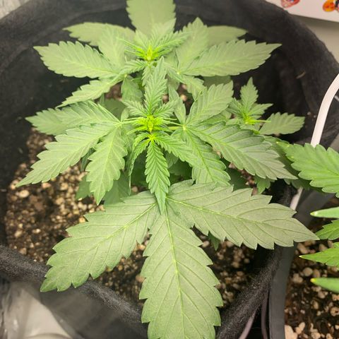 Baby Linda  growlog timeline photo