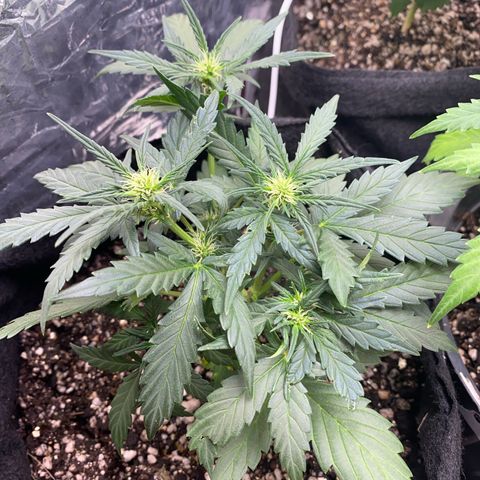 Lemon HAZEEE growlog timeline photo