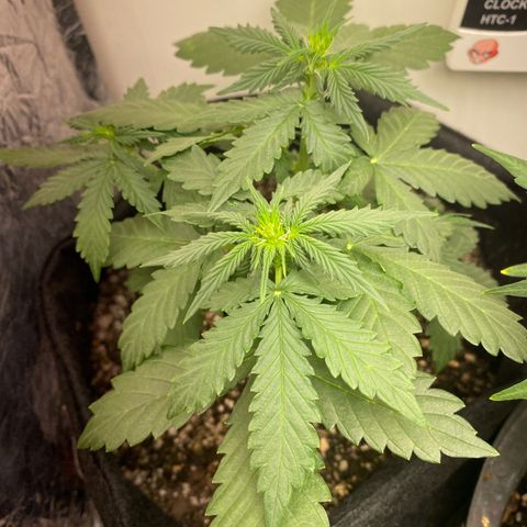 Baby Linda  growlog timeline photo