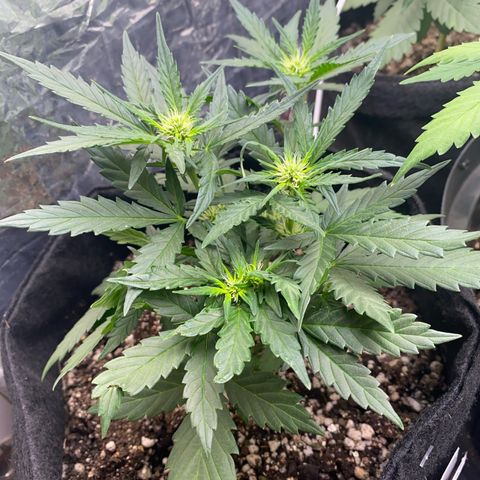 Lemon HAZEEE growlog timeline photo