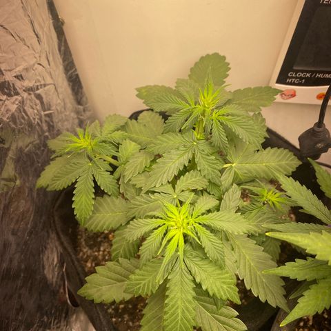 Baby Linda  growlog timeline photo