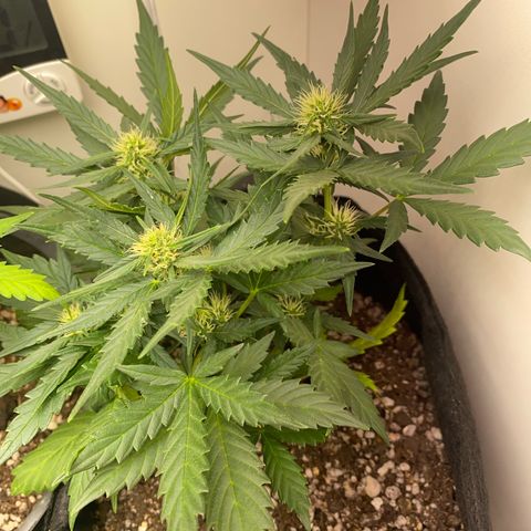 Lemon HAZEEE growlog timeline photo