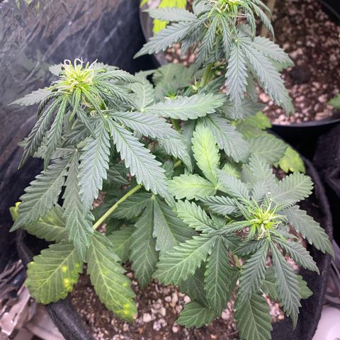 Baby Linda  growlog timeline photo
