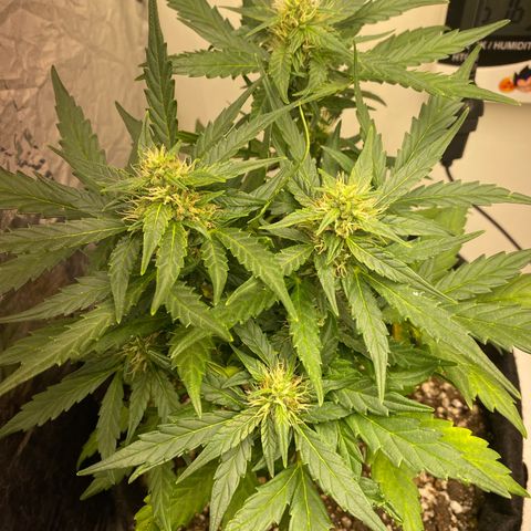 Lemon HAZEEE growlog timeline photo