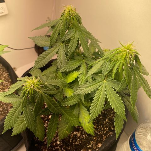 Baby Linda  growlog timeline photo