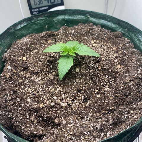 24k gold auto growlog timeline photo