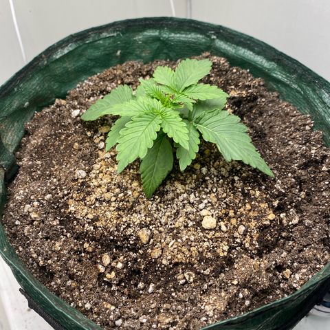 24k gold auto growlog timeline photo