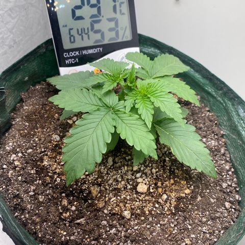 24k gold auto growlog timeline photo