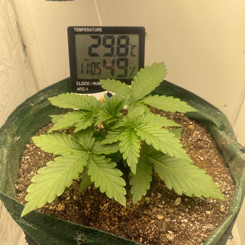 24k gold auto growlog timeline photo