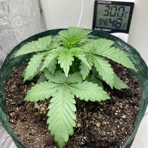 24k gold auto growlog timeline photo