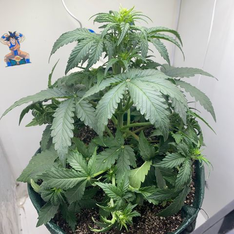 24k gold auto growlog timeline photo