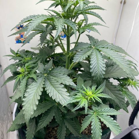 24k gold auto growlog timeline photo