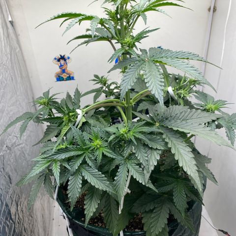 24k gold auto growlog timeline photo