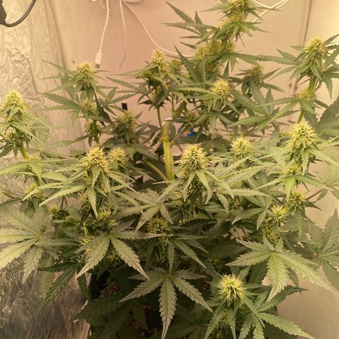 24k gold auto growlog timeline photo