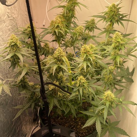 24k gold auto growlog timeline photo