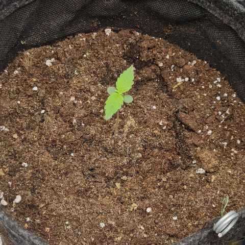 Lemon Haze right growlog timeline photo