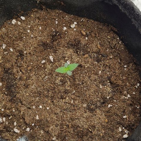 Lemon Haze left growlog timeline photo