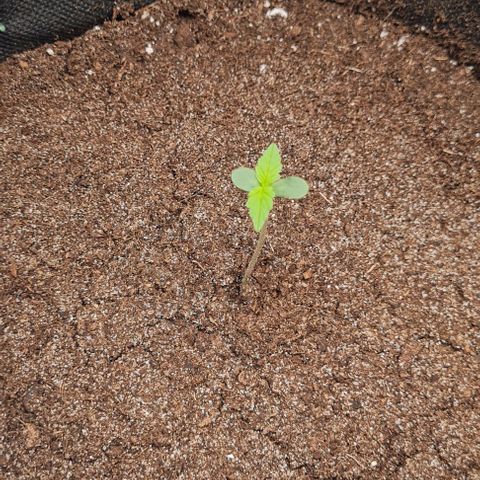 Lemon Haze right growlog timeline photo
