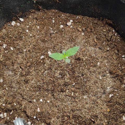 Lemon Haze left growlog timeline photo