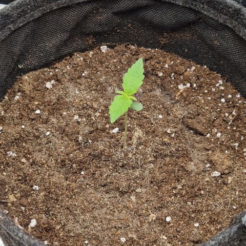Lemon Haze right growlog timeline photo