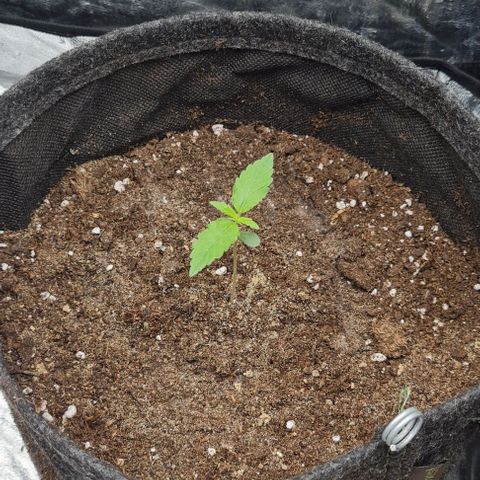 Lemon Haze right growlog timeline photo