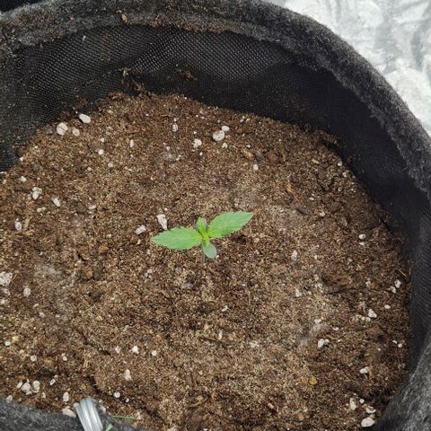 Lemon Haze left growlog timeline photo
