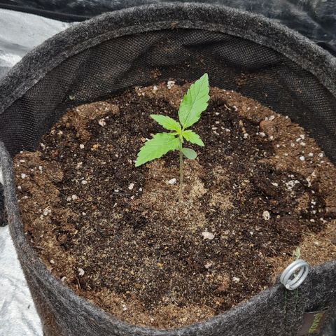 Lemon Haze right growlog timeline photo