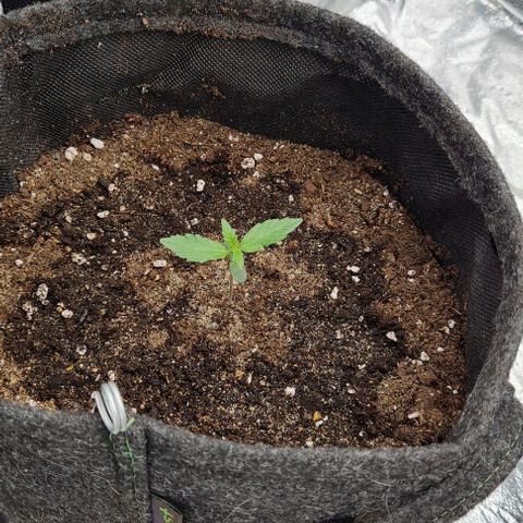 Lemon Haze left growlog timeline photo