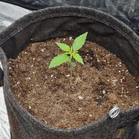 Lemon Haze right growlog timeline photo