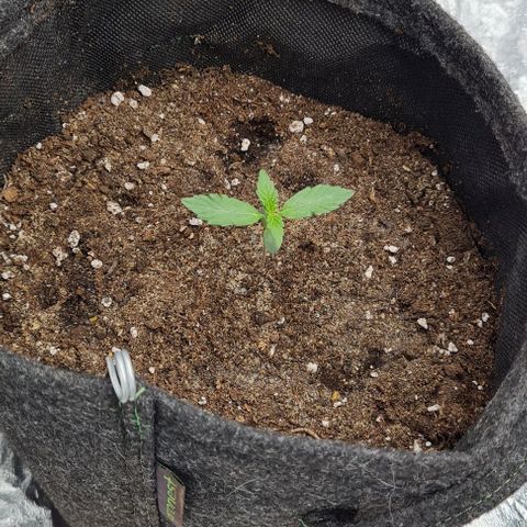 Lemon Haze left growlog timeline photo